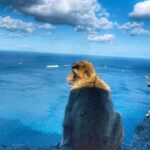 Gibraltar Sightseeing Private Full Day Shore Excursion - Who Is This Tour Best For?