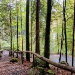 Giessbach Waterfall + CLOY Pier Iseltwald Sightseeing Tour Privat - What Travelers Say