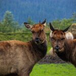 Glacier View & Wildlife Anchorage Adventure Tour - Who Is This Tour Best For?