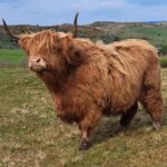 Glasgow: Highland Cow Trailer Tour with home baking - The practical bits: Itinerary and logistics
