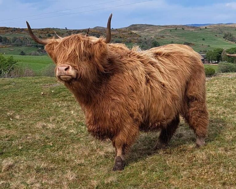 Glasgow: Highland Cow Trailer Tour with home baking - The practical bits: Itinerary and logistics