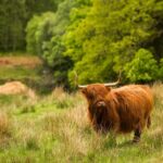 Glasgow: Loch Ness, Glen Coe, Hairy Coos & The Highlands - The Value of the Experience