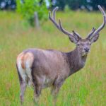 Glenaladale Cruise - Great for wizard spotting! - FAQ