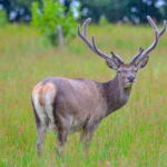 Glenfinnan: Glenaladale cruise, see the train and eagles 2hr - The Itinerary Breakdown