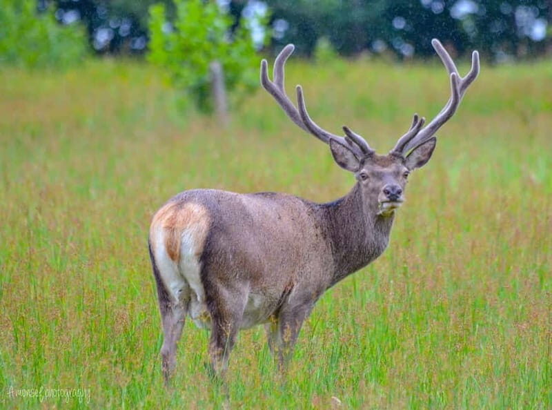 Glenfinnan: Glenaladale cruise, see the train and eagles 2hr - The Itinerary Breakdown