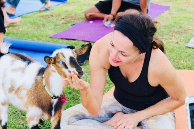 Goat Yoga with Miniature Goats In Maui - The Itinerary in Detail