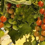 Golden Circle Private Tour with a Local - Exploring Iceland’s Natural Wonders