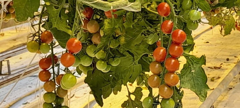 Golden Circle Private Tour with a Local - Exploring Iceland’s Natural Wonders