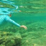 Golfo Aranci: RIB tour with Dolphin Watching - Value and Pricing