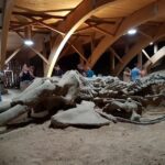 Golubac and Viminaciium tour from Belgrade - The Sum Up