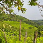 Gorika Brda: Wine Walk and Tasting - How Good Is the Value?