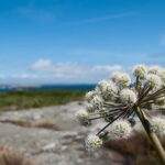 Gothenburg: 4-Hour Guided Boat Tour to Vinga Island - The Bottom Line