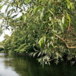 Gothenburg: Paddan Sightseeing Cruise on the River Säveån - The Highlights of the Route