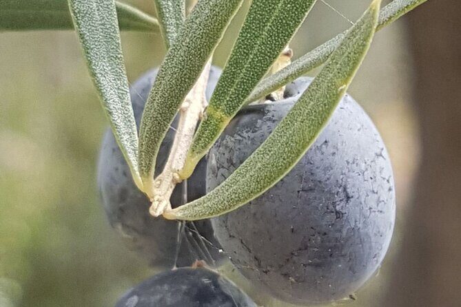 Gourmet Journey: 12-Course Lunch, Wine Tasting & Culinary Session - Practical Details & Considerations