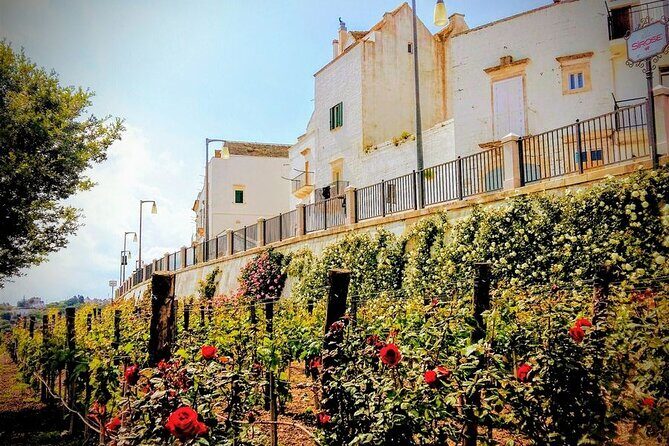 GPS Self guide Locorotondo+Alberobello + tasting in the vineyard - Who Should Book This Tour?