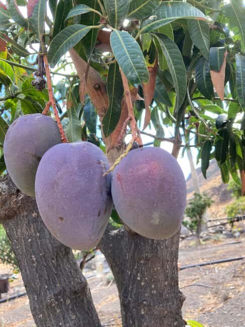 Gran Canaria: a trip to the Veneguera Valley - Practicalities: What to Expect