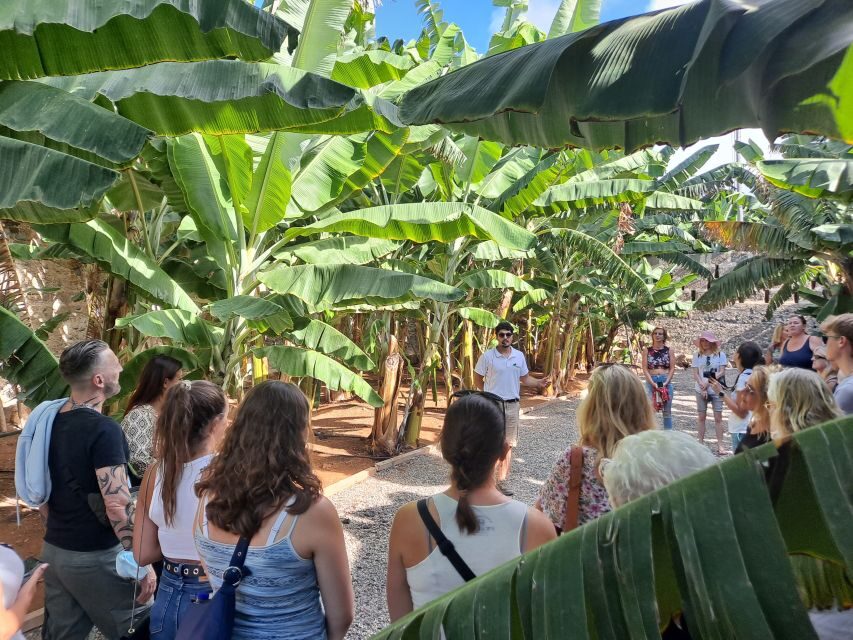Gran Canaria: Banana World Guided Tour & Tasting - The Bottom Line