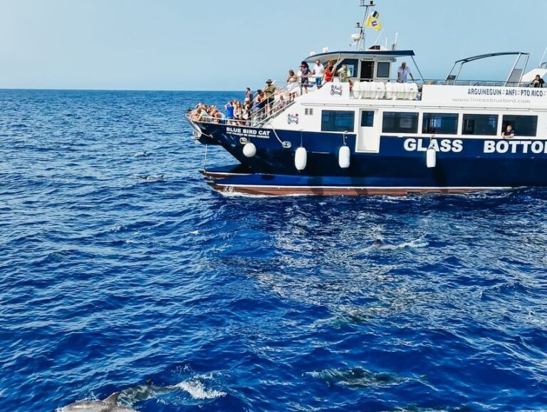 Gran Canaria: Catamaran Dolphin Watch Cruise with Snorkeling - The Itinerary in Detail