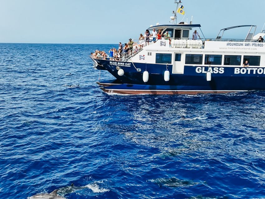 Gran Canaria: Catamaran Dolphin Watch Cruise with Snorkeling - The Itinerary in Detail