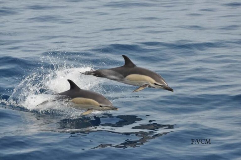 Gran Canaria Dolphin Safari and a swim - Final Thoughts