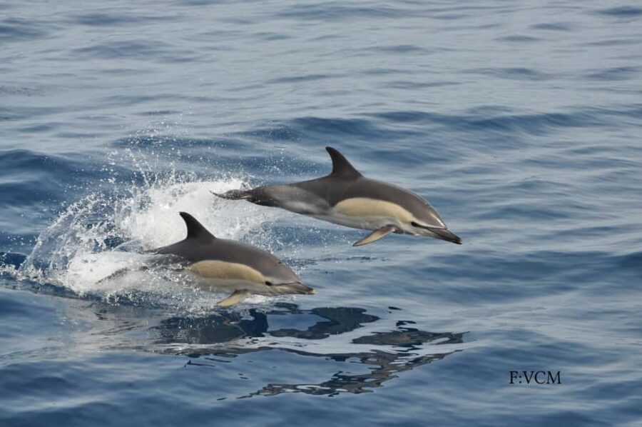 Gran Canaria Dolphin Safari and a swim - Final Thoughts
