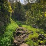 Gran Canaria: excursion to the Laurisilva Forest - The Experience in Detail