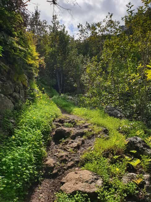 Gran Canaria: excursion to the Laurisilva Forest - The Experience in Detail