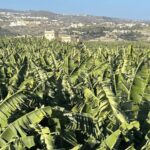Gran Canaria: Rum, Wines and Banana Tour - Practical Details and Value