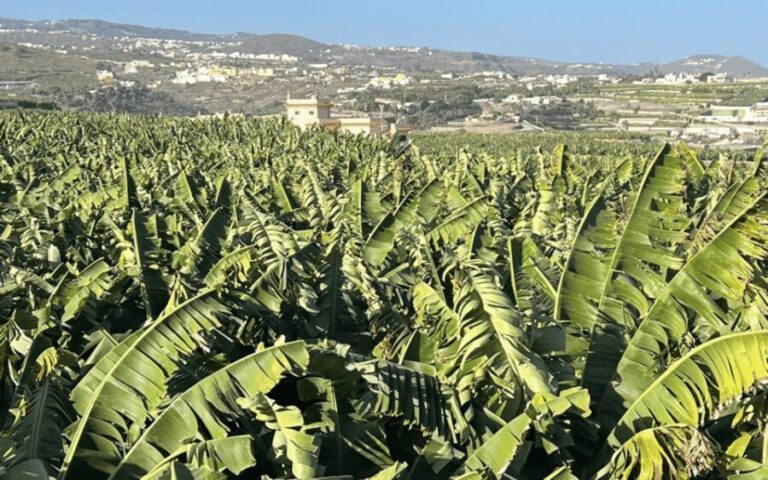 Gran Canaria: Rum, Wines and Banana Tour - Practical Details and Value