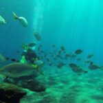 Gran Canaria Scuba Diving: 1-Day 2-Dive Package - The Dive Experience
