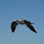 Gran Canaria Sunset Dolphin Watching Activity - Summary: Is It Worth It?