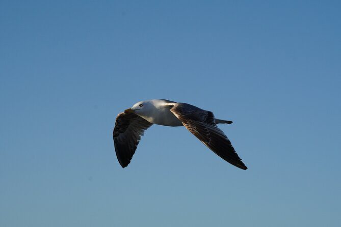 Gran Canaria Sunset Dolphin Watching Activity - Summary: Is It Worth It?