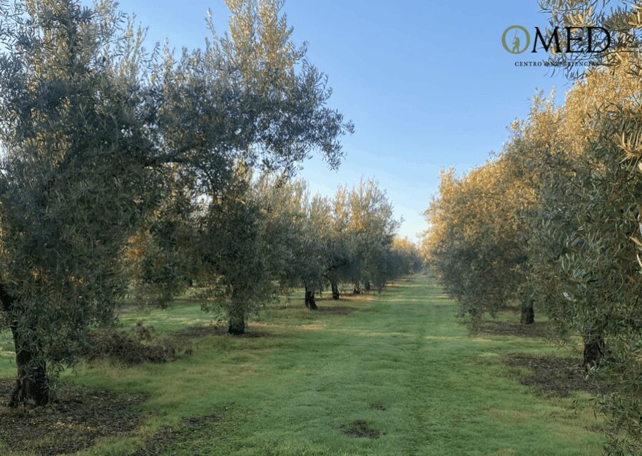 Granada in EVOO: Become a real olive harvester for a day - A Deep Dive into the Olive Oil Experience Near Granada
