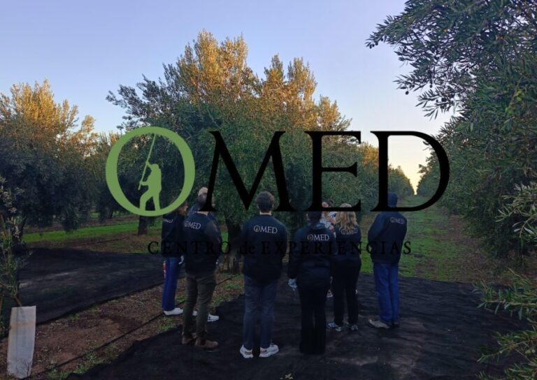 Granada in EVOO: Olive grove guided tour and sensory tasting - What to Expect from the Tour