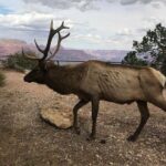 Grand Canyon Signature Hummer Tour with Optional Sunset Views - The Itinerary: What to Expect