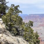 Grand Canyon South Rim and Route 66 with Lunch - What Travelers Say: Authentic Experiences and Honest Feedback