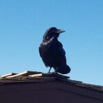 Grand Canyon Tour from Tusayan - Final Thoughts: Is This Tour Right for You?