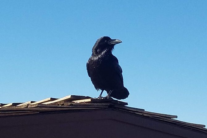 Grand Canyon Tour from Tusayan - Final Thoughts: Is This Tour Right for You?