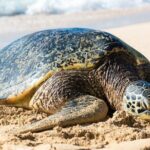 Grand Tour Around Island 16 Locations plus Snorkeling - What the Reviews Say