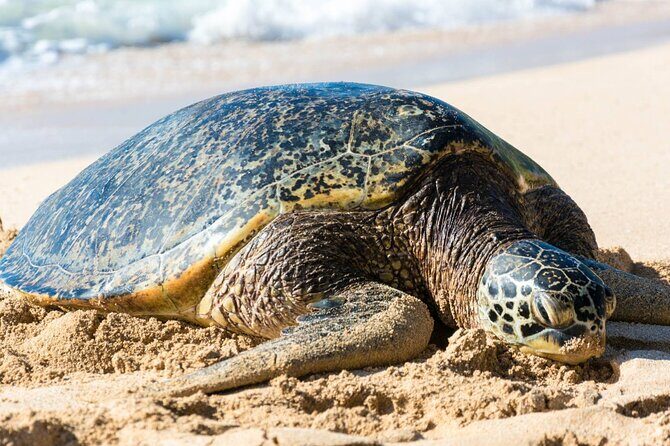 Grand Tour Around Island 16 Locations plus Snorkeling - What the Reviews Say