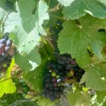 GRAND VINTAGE Moet et Chandon Veuve Clicquot Cellars & Tastings - The Itinerary in Detail