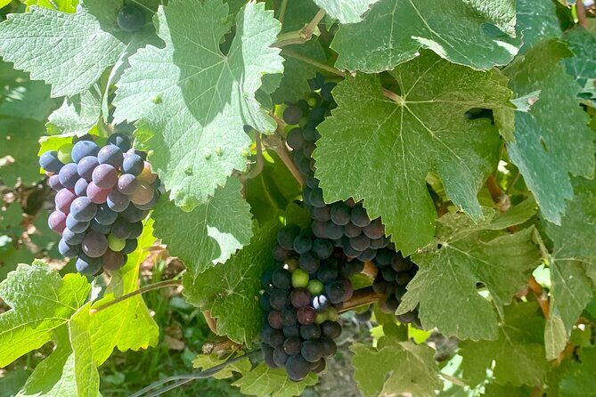 GRAND VINTAGE Moet et Chandon Veuve Clicquot Cellars & Tastings - The Itinerary in Detail