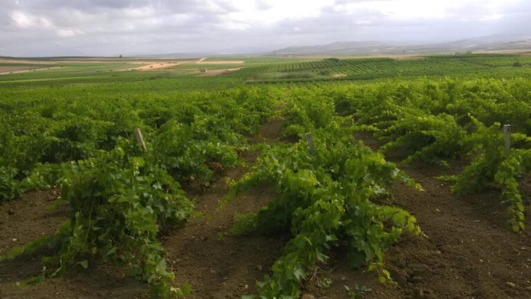 Grape harvest and breakfast at the winery in Menfi - A Closer Look at the Menfi Grape Harvest Experience