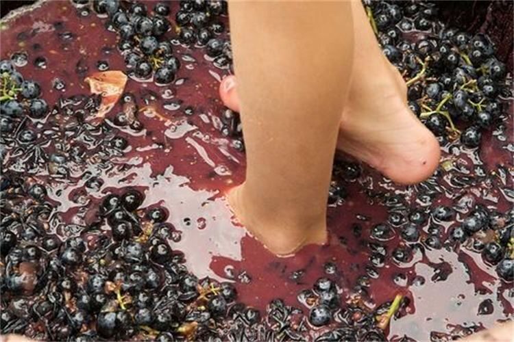 Grape Stomping in Provence - The Real-World Benefits and Limitations