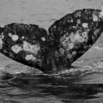 Gray Whale Journey: 10-Hour Tour with 3 Hours of Whale Watching - Who Is This Tour Best For?