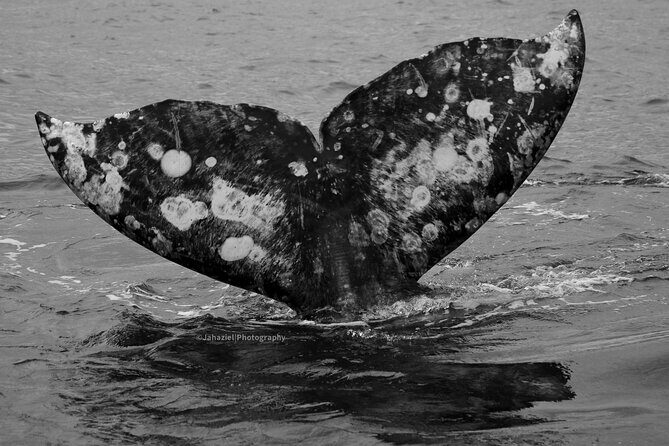 Gray Whale Journey: 10-Hour Tour with 3 Hours of Whale Watching - Who Is This Tour Best For?