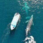 Gray Whale Watching Tour with Marine Biologist and Small Group - Is It Worth the Price?
