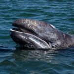 Gray Whales Watching in Magdalena Bay - The Food and Logistics