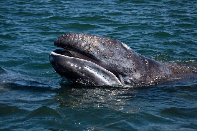 Gray Whales Watching in Magdalena Bay - The Food and Logistics