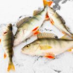 Great Ice Fishing Experience in Lapland - Final Thoughts: Is This Tour for You?